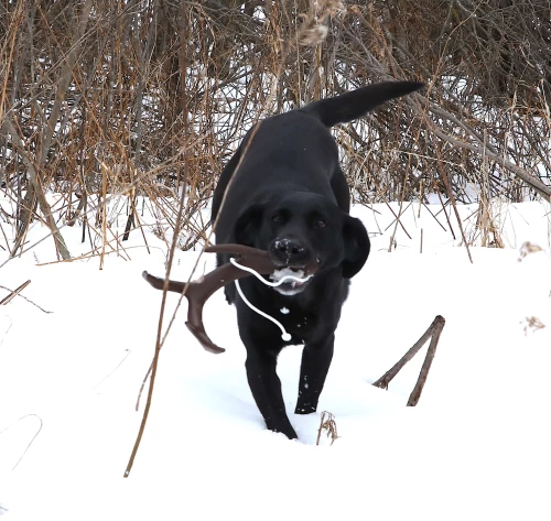 shed antler dog