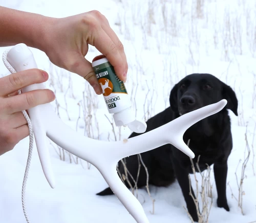 shed hunting dog