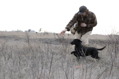 gundog blind retrieves