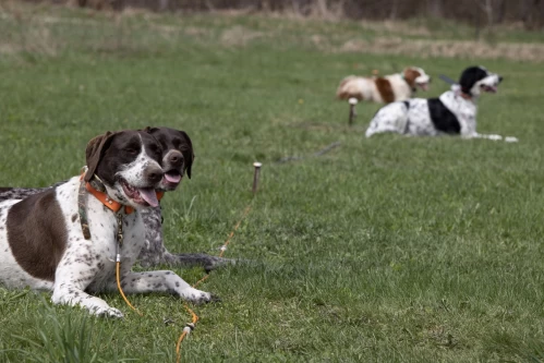 dog training session