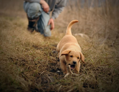 shed dog puppy training