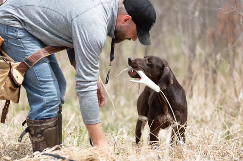 training dog to find sheds