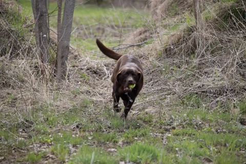 age to hold condition dog