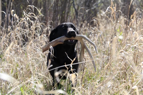 shed dog training