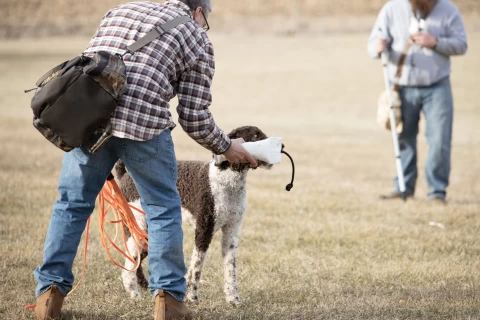 hold conditioning dog training