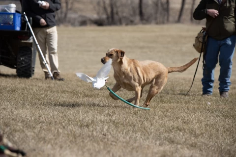 intro to gunfire dog training