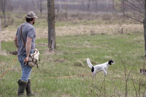 Introducing_hunting_dog_to_gunfire