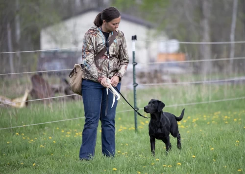 behavior_dog_training