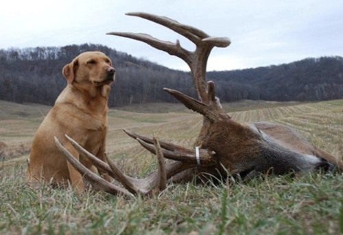 deer_tracking_dogs