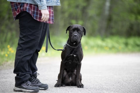 dog_behavior_training