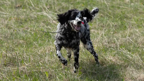 dog_gets_overly_excited_outside