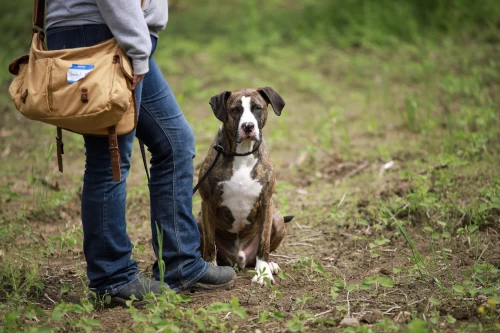 dog_training