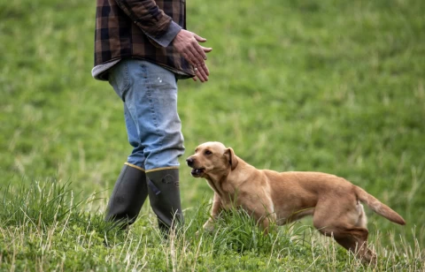 dog_training_how_to