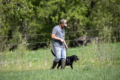 foundation_dog_training