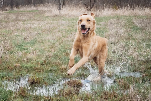 how_to_tire_out_my_dog