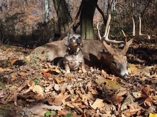 how_to_train_a_deer_tracking_dog