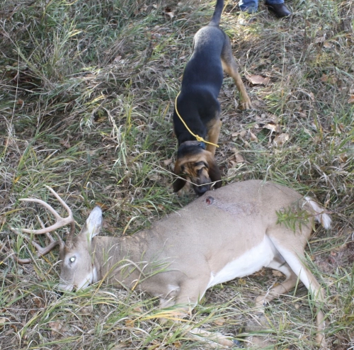 how_to_train_a_dog_to_track_deer