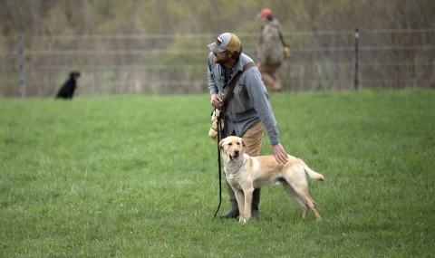 how_to_train_your_dog