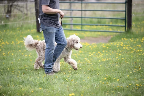 obedience_dog_training