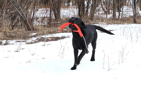 puppy_training_for_shed_antlers