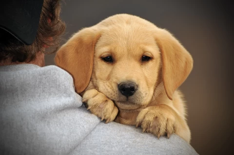 shed_hunting_puppy_training