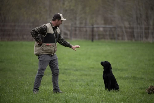 sit_to_whistle_dog_training