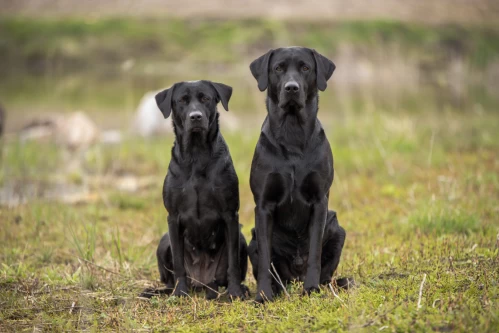 teaching_dog_to_be_calm