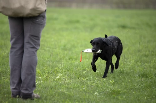 training_a_retriever