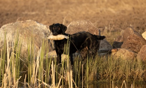 training_hunting_dogs