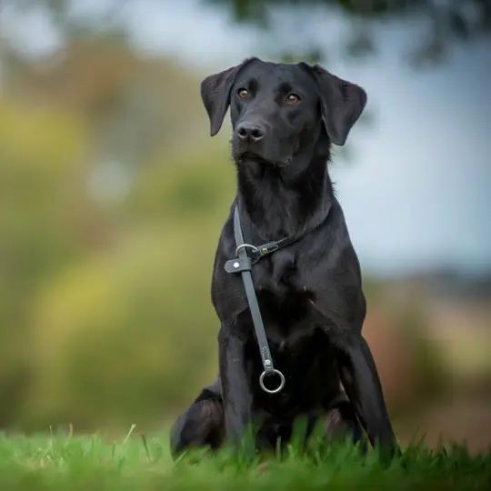 Adjustable Leader - Replacement Collar