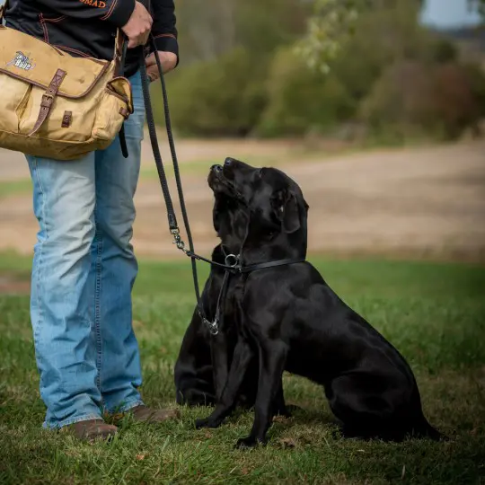 Adjustable Leader - Replacement Leash