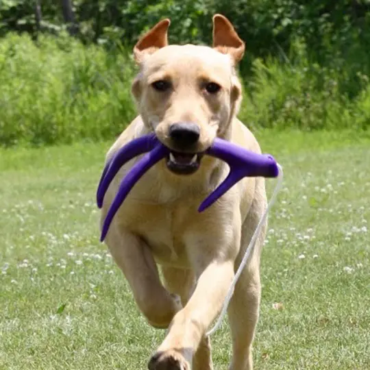 BONE-A-FIDE Antler Fetch Toy