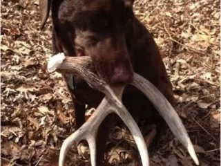 deer_antler_dog.webp