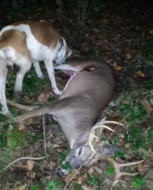 dog with deer