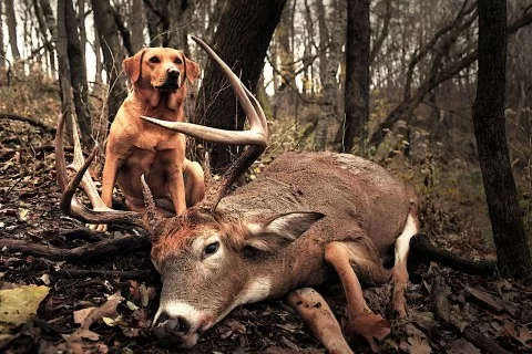 deer tracking dog