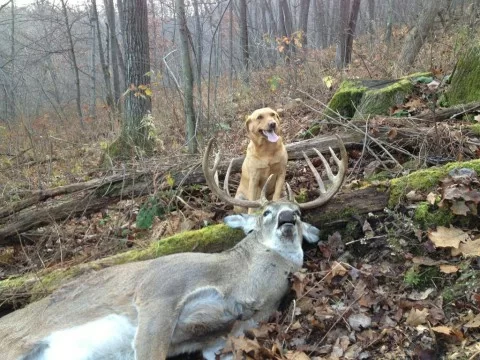 deer tracking dog