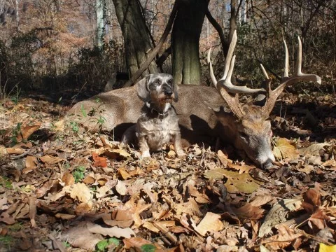 training a deer tracking dog