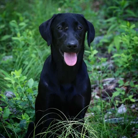 train dog to sit to whistle