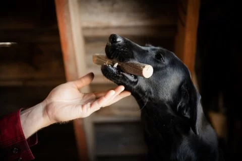 retriever training hold conditioning