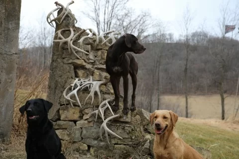 shed hunting dog