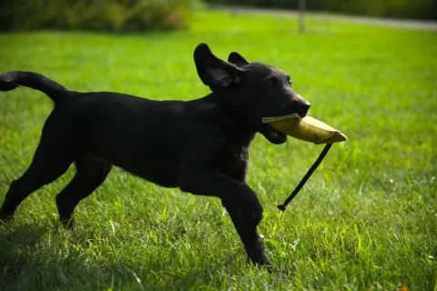 puppy training to retrieve