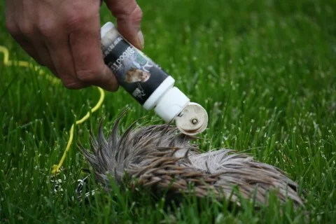 wounded deer tracking dog