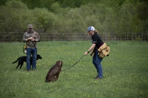 dog training sit to whistle