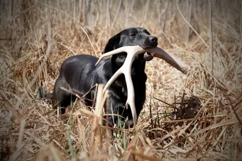 can i train my duck dog to be a shed dog