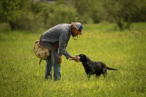 retriever dog training