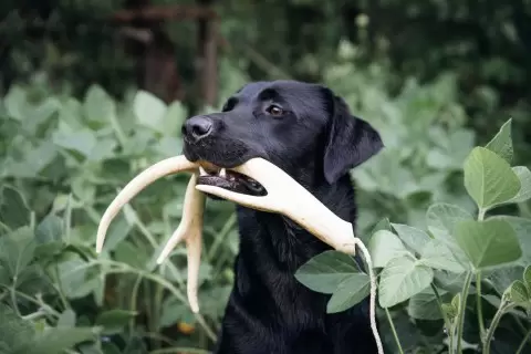 shed dog training