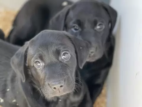 potty training puppy