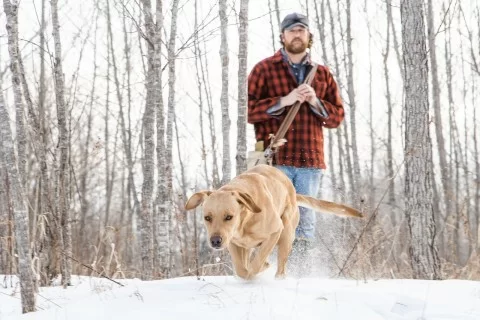 shed hunting dog training