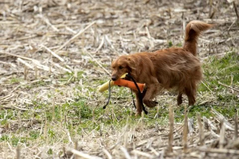 golden retriever training