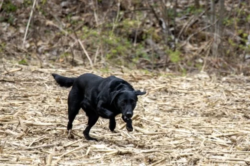 dog gets over excited when outside